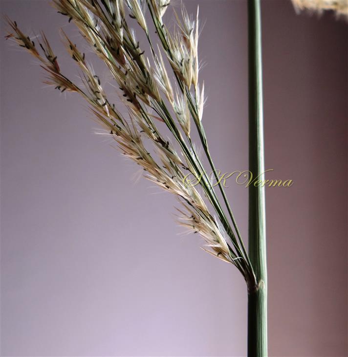  Primary branches pf panicle in half whorl